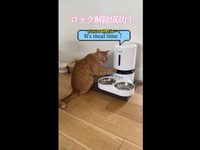 自動給餌器のロック解除に成功したコハク8号くん（画像提供：コハク8号のお店屋さん）