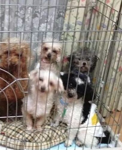 団体に保護された直後は緊張で表情がなかったレオ（右の奥）　（りえさん提供）