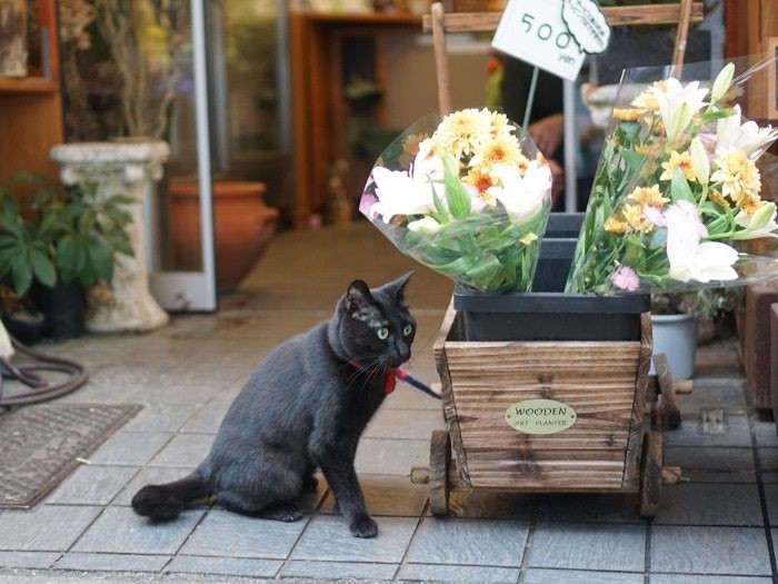 「お花どうですか～」