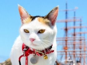 元捨て猫「みーちゃん」副船長が乗船　新湊観光船