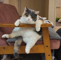 椅子にはまって抜けないみゅーちゃん（提供：MIU&RINさん）