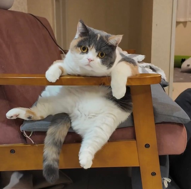 椅子にはまって抜けないみゅーちゃん（提供：MIU&RINさん）