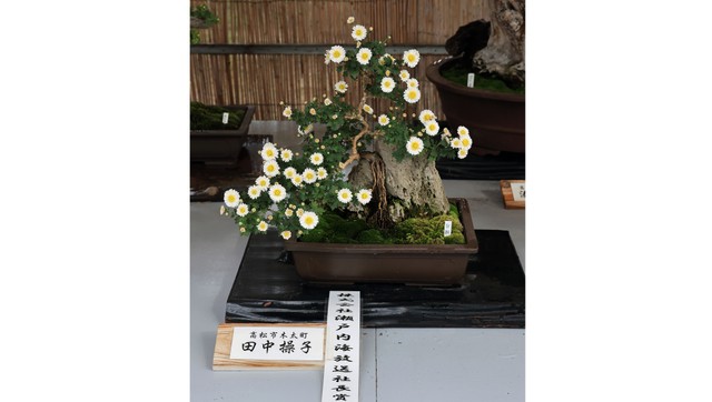 瀬戸内海放送社長賞　田中操子さんの盆栽単鉢　提供：玉藻公園