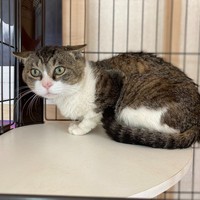 ケージの中で外の様子をうかがう喜次郎くん（画像提供：茶トラ猫のニャン太とキジシロの喜次郎さん）