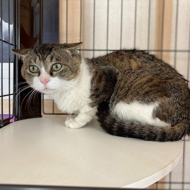 ケージの中で外の様子をうかがう喜次郎くん（画像提供：茶トラ猫のニャン太とキジシロの喜次郎さん）