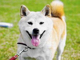 犬の大量の抜け毛は生え替わり、ブラッシングやシャンプーを