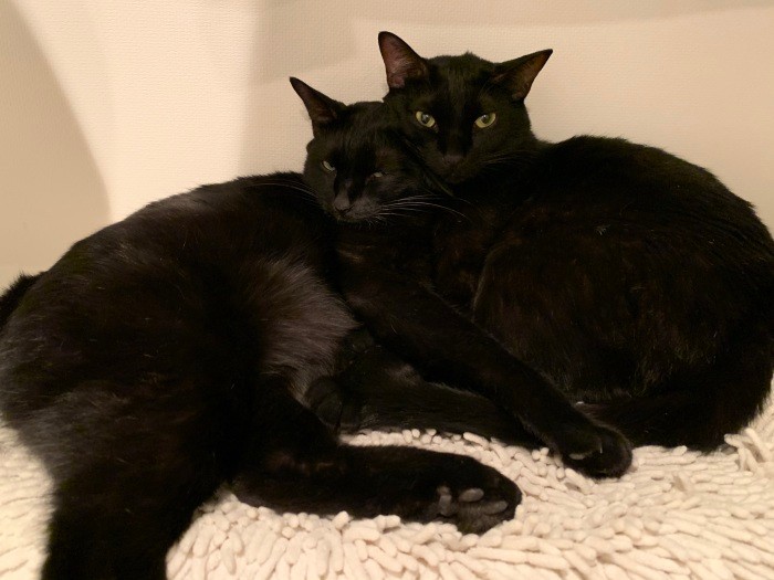 くっついて過ごすゴメズとフェスター