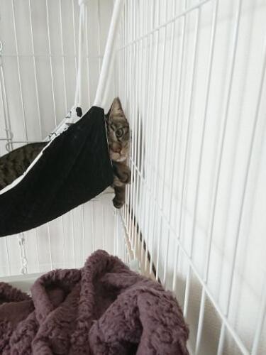 家にきたころの「みの」