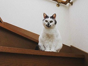 ２０１８キュートで賞　ミックス猫の「愛」