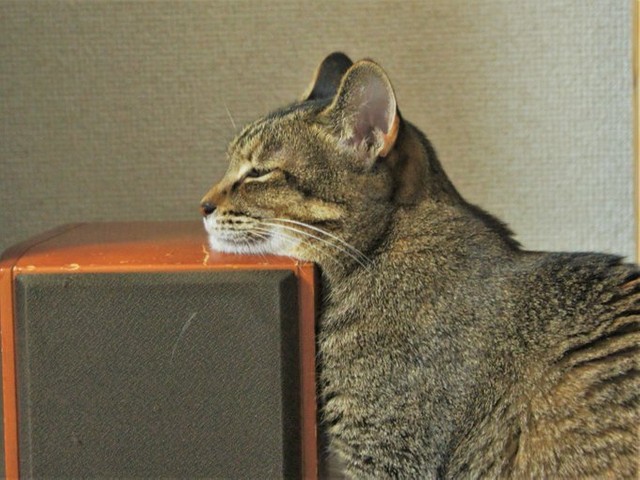 横から見ると、こんな感じになってました（提供：えだももさん）