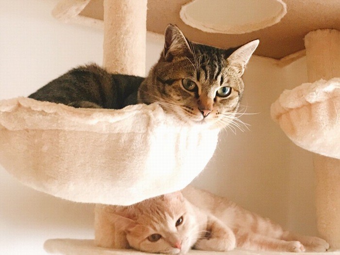 キャットタワーでまったりくつろぐとらくんと小麦くん