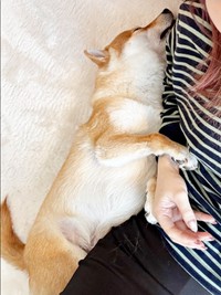 飼い主さんをぎゅっ！ 抱きしめながら眠るころっけくん（画像提供：Threads／@north_017さん）