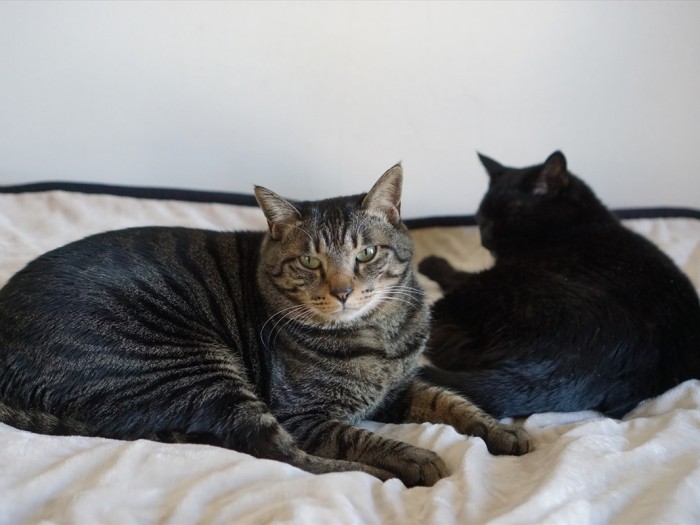 療養中、２匹が元気でいてくれたことが何よりの薬
