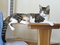 テーブルの上でくつろぐくうちゃん（画像提供：Yさん）