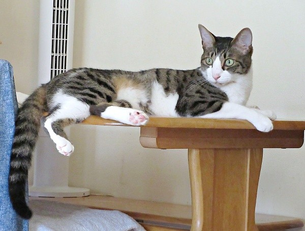 テーブルの上でくつろぐくうちゃん（画像提供：Yさん）