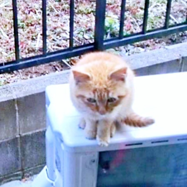 先住のオータくんもまたこうして母猫に連れられやって来ました（画像提供：ココロさん）