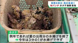 処理水放出でホタテの価格が戻らず　猛暑も追い打ちをかける