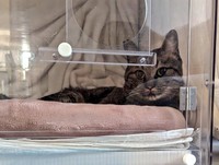 酸素室の小窓越しにしか触れ合えなくなってしまった日々が続いていた