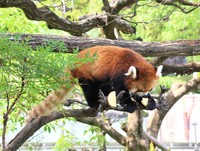 飼育員さんがあちこちに置いたリンゴをぱくり！