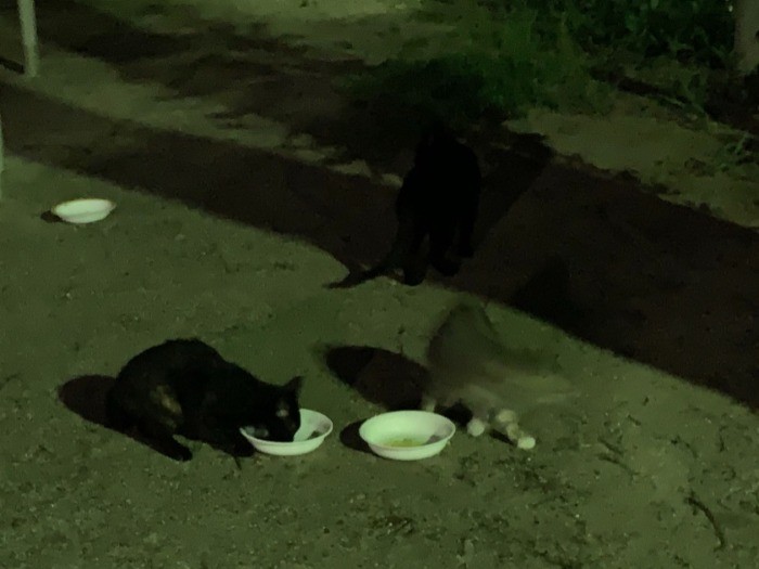 昨年７月末、姉妹と外にいた頃（福島さん提供）