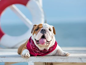 暑い夏をのりきる愛犬用レシピ　ドライフードにトッピング