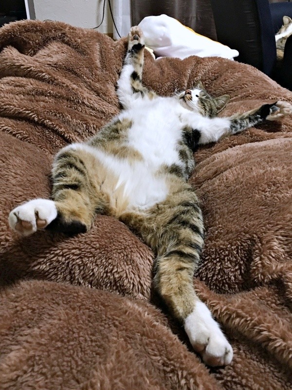 ばんざーい！ 大胆なへそ天姿で眠るこたろくん（画像提供：ぴてさん）