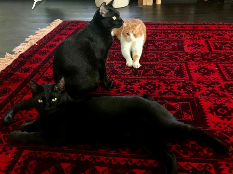 3匹で走り回った後の休憩タイム