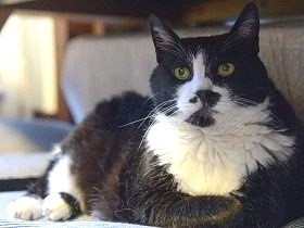 ロケ地の島で緒形拳さんと保護した子猫　猫ハッピーさんと幸せに