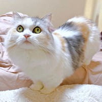 ゴージャスな被毛が素敵なめるちゃん（画像提供：めるちゃんだよさん）