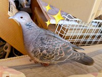 生後すぐパパの布団の隣に置いたケージで眠っているリンちゃん（画像提供：ぽぅぽぅのいる世界さん）