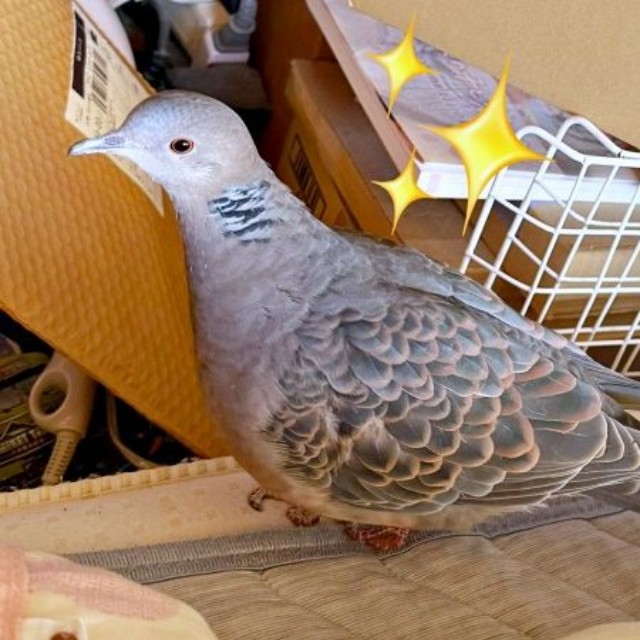 生後すぐパパの布団の隣に置いたケージで眠っているリンちゃん（画像提供：ぽぅぽぅのいる世界さん）