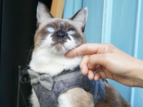多頭飼育崩壊から救出された猫　今はワイン酒場の看板猫に