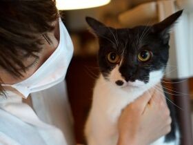 初めての猫との暮らし、マイペースな甘えん坊にメロメロ　夫婦関係にプラスの変化も