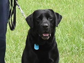 不正薬物から国を守る麻薬探知犬　訓練を支えるハンドラーとの絆