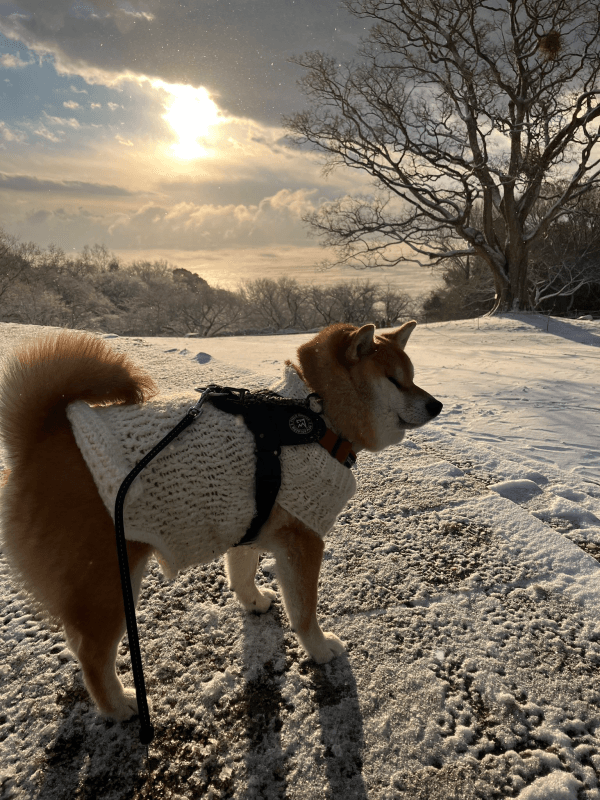 温かいママの手編みの服は冬の散歩にぴったり（画像提供：柴犬のココとヨッシーのDIYさん）