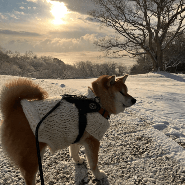 温かいママの手編みの服は冬の散歩にぴったり（画像提供：柴犬のココとヨッシーのDIYさん）