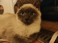 現在は1.6キロまで回復。禰豆子と名付けられた（「にゃんこ先生family」さん提供）