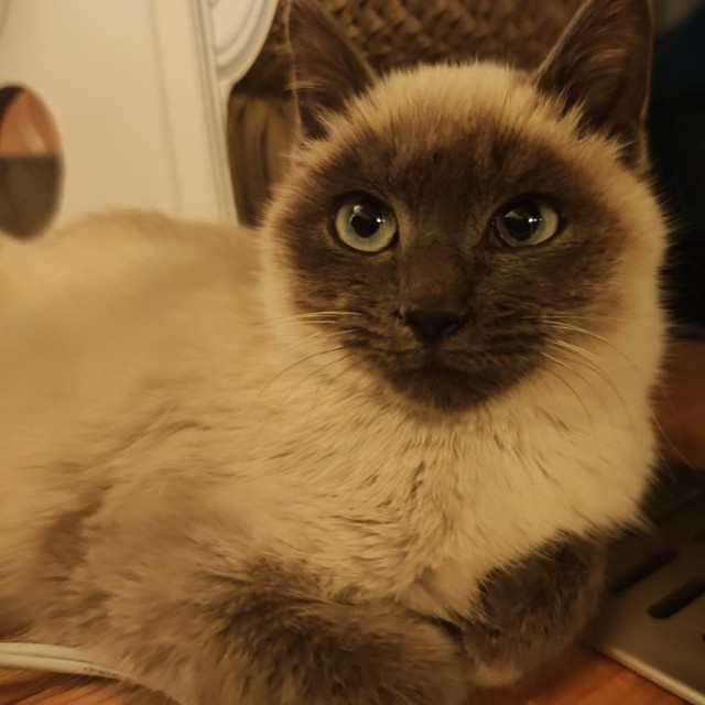 現在は1.6キロまで回復。禰豆子と名付けられた（「にゃんこ先生family」さん提供）