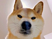 柴犬の「問い詰め」ショット！？ 飼い主さんをのぞきこむリクくん（画像提供：柴犬リクさん）