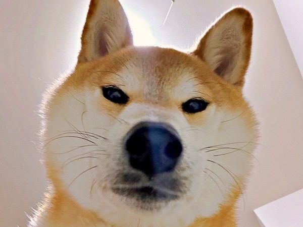 柴犬の「問い詰め」ショット！？ 飼い主さんをのぞきこむリクくん（画像提供：柴犬リクさん）