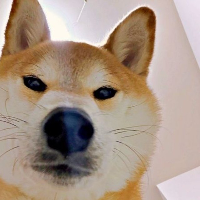 柴犬の「問い詰め」ショット！？ 飼い主さんをのぞきこむリクくん（画像提供：柴犬リクさん）