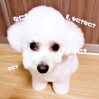 トリミング後、ママへの報告動画に登場するアポちゃん（画像提供：Apo こげ耳ビションさん）