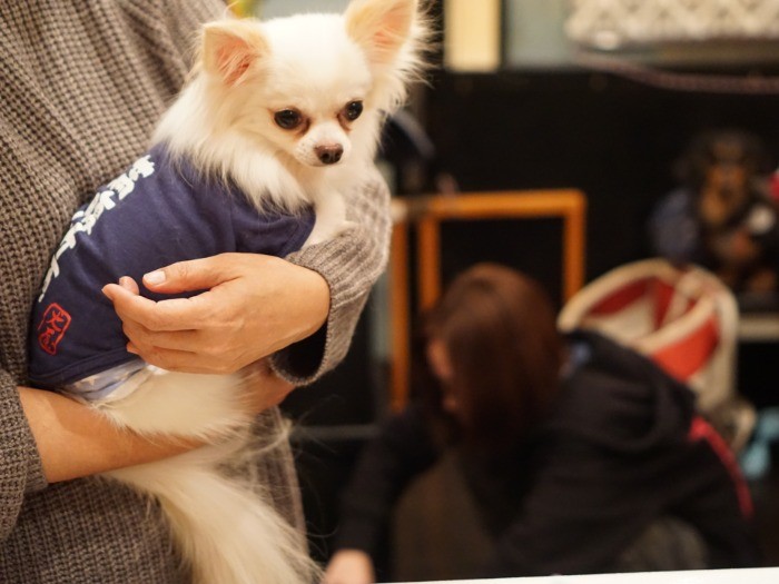 美佐子さんは犬のマッサージの資格も持っているそうです。かぼすもほぐしてもらってね。