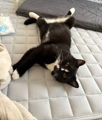 寝転びながらもカメラ目線は外さないククくん（提供：ちひろ ジブリ好きさん）