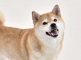 犬や猫には安心できる隠れ家を　ムダ吠えを防ぐ飼い方、住環境