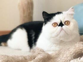 かわいさが爆発しそう！？　スペード柄が個性的なエキゾ「ボム」