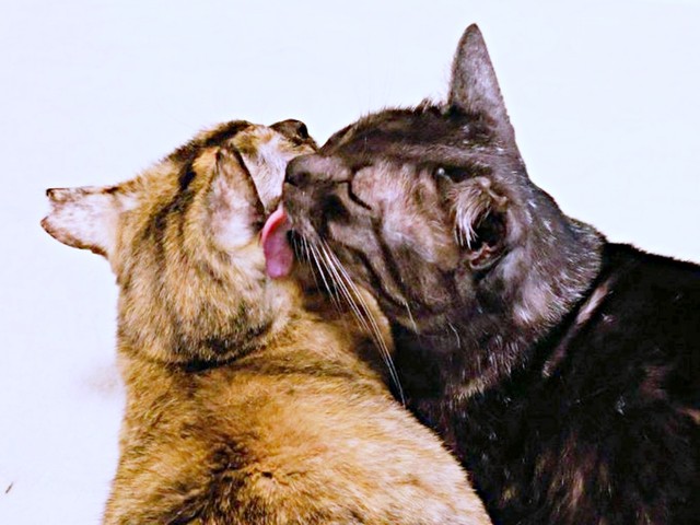 黒猫のシアちゃんがサビ猫のチャビ子ちゃんを優しくグルーミング。母の愛情が伝わってくるようなひとときです（画像提供：木綿さん）