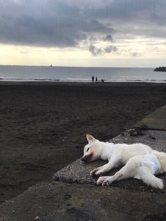 大好きな岸壁で横たわるおここちゃん、亡くなった当日もこちらの岸壁から海を見ていた（写真提供：幸子さん）