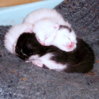 生後まもないシンちゃんときょうだい猫たち（画像提供：バニラさん）