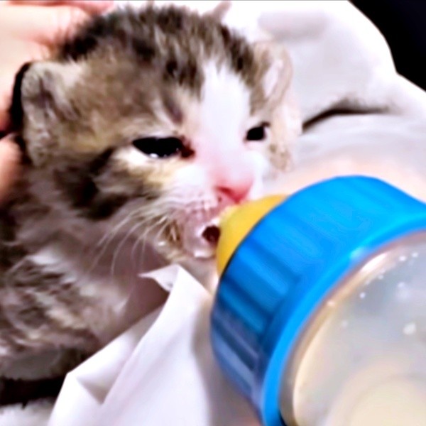 ミルクを飲むにものちゃん（画像提供：にものちゃんねる【保護猫日記】さん）